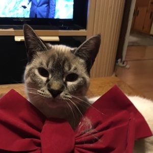 Meet your Posher, Patricia